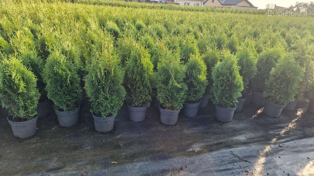 Tujos - Brabant, Smaragd, Golden Smaragd - nuotraukos Nr. 13