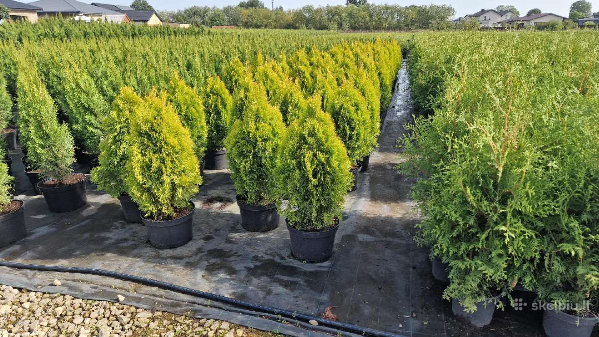 Tujos - Brabant, Smaragd, Golden Smaragd - nuotraukos Nr. 18