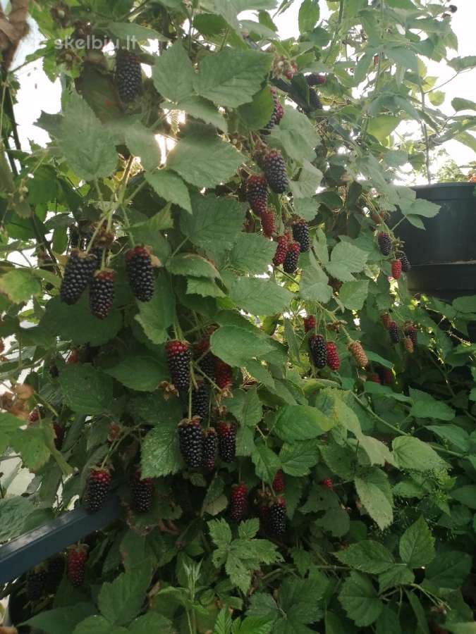 Figmedžių, gervuogių, vynuogių, bruknių sodinukai. - nuotraukos Nr. 14