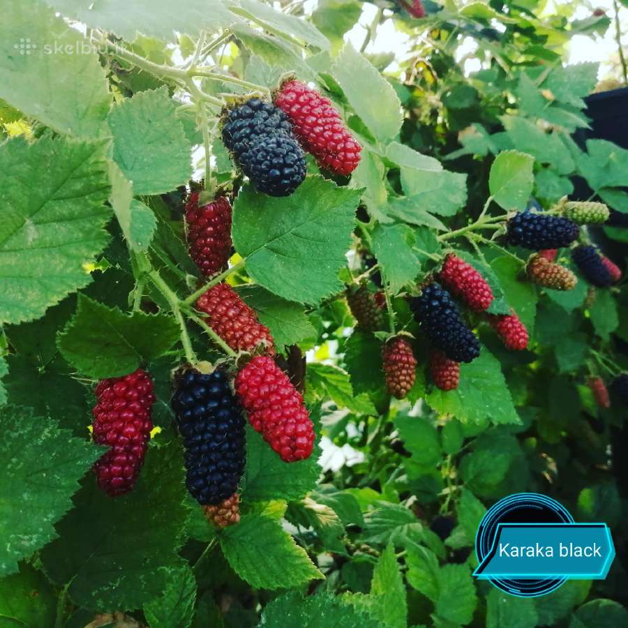 Figmedžių, gervuogių, vynuogių, bruknių sodinukai. - nuotraukos Nr. 12
