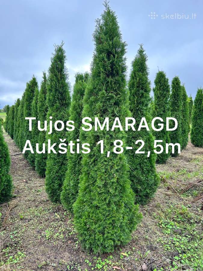 Dekoratyviniai augalai, formuotos pušys, krūmai. - nuotraukos Nr. 18
