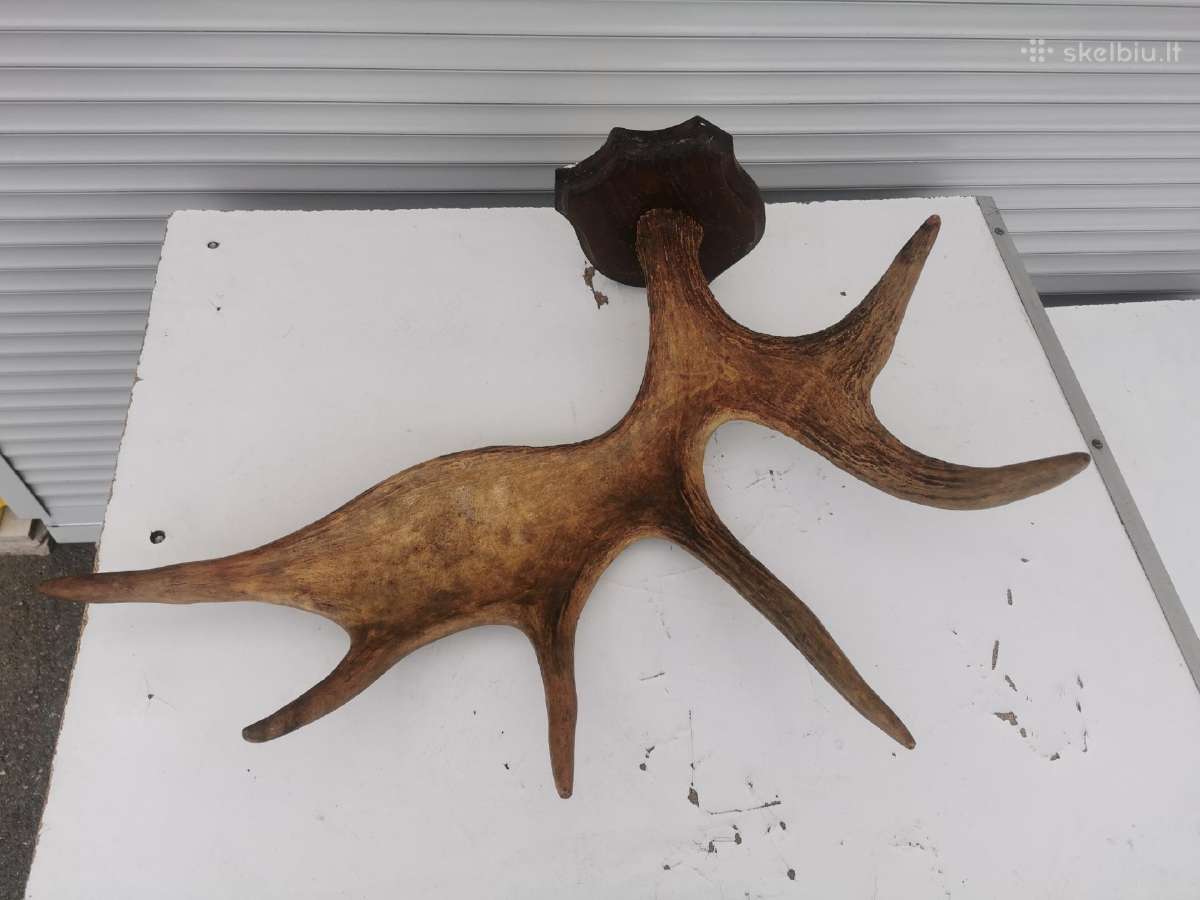 Ragai - nuotraukos Nr. 3