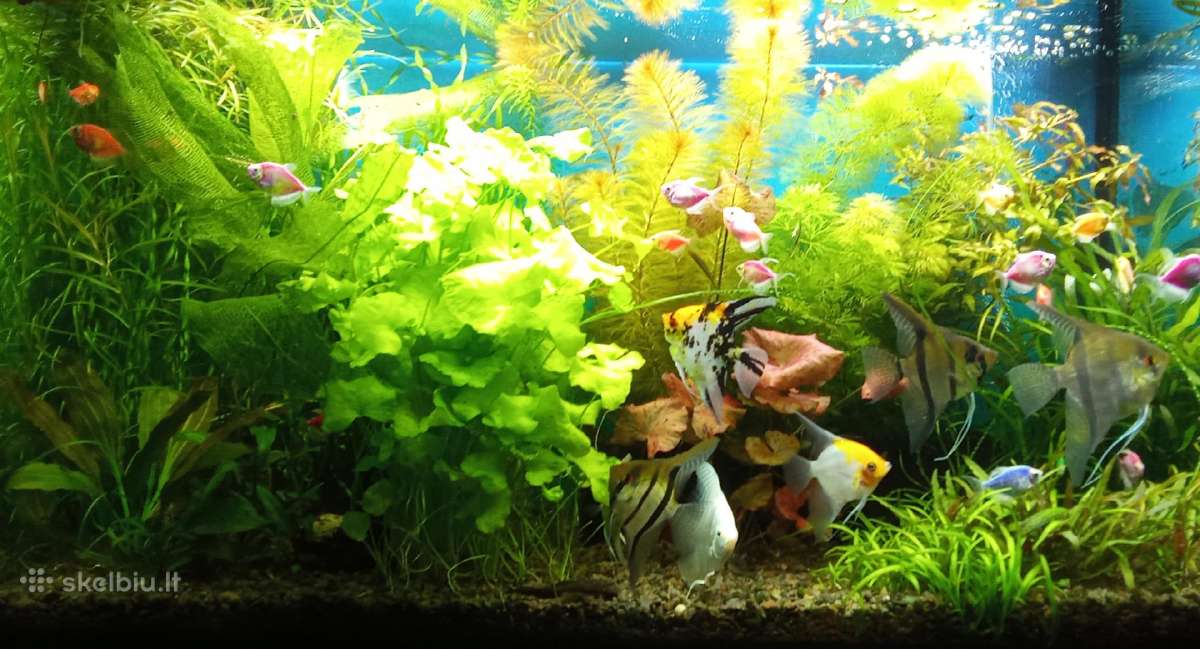 Augalai be Co2
