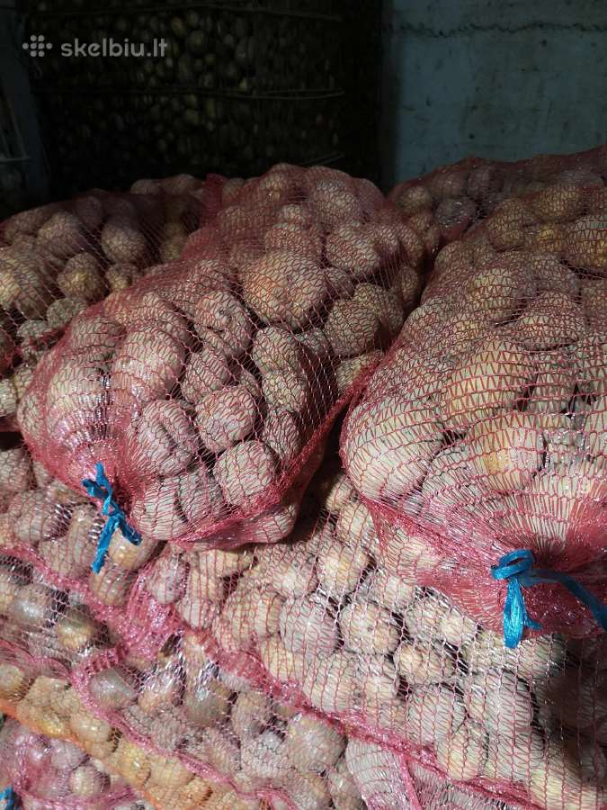 Pasariniai burokai, kukurūzai, pasarines bulves - nuotraukos Nr. 2
