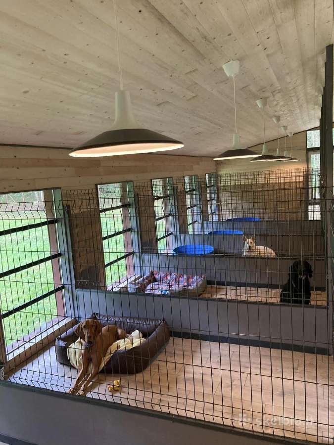 Šunų viešbutis tarp Vilniaus ir Kauno-elektrėnuose - nuotraukos Nr. 5