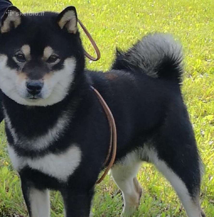 Shiba inu patinas kergimui.