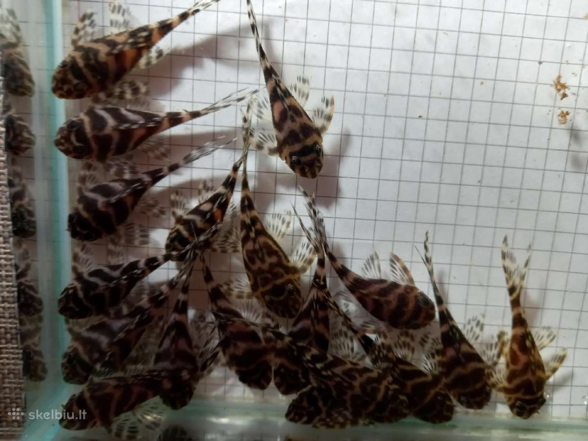 236. 5-6m parduodami po 10vnt+1dowanu. siunciu. - nuotraukos Nr. 4
