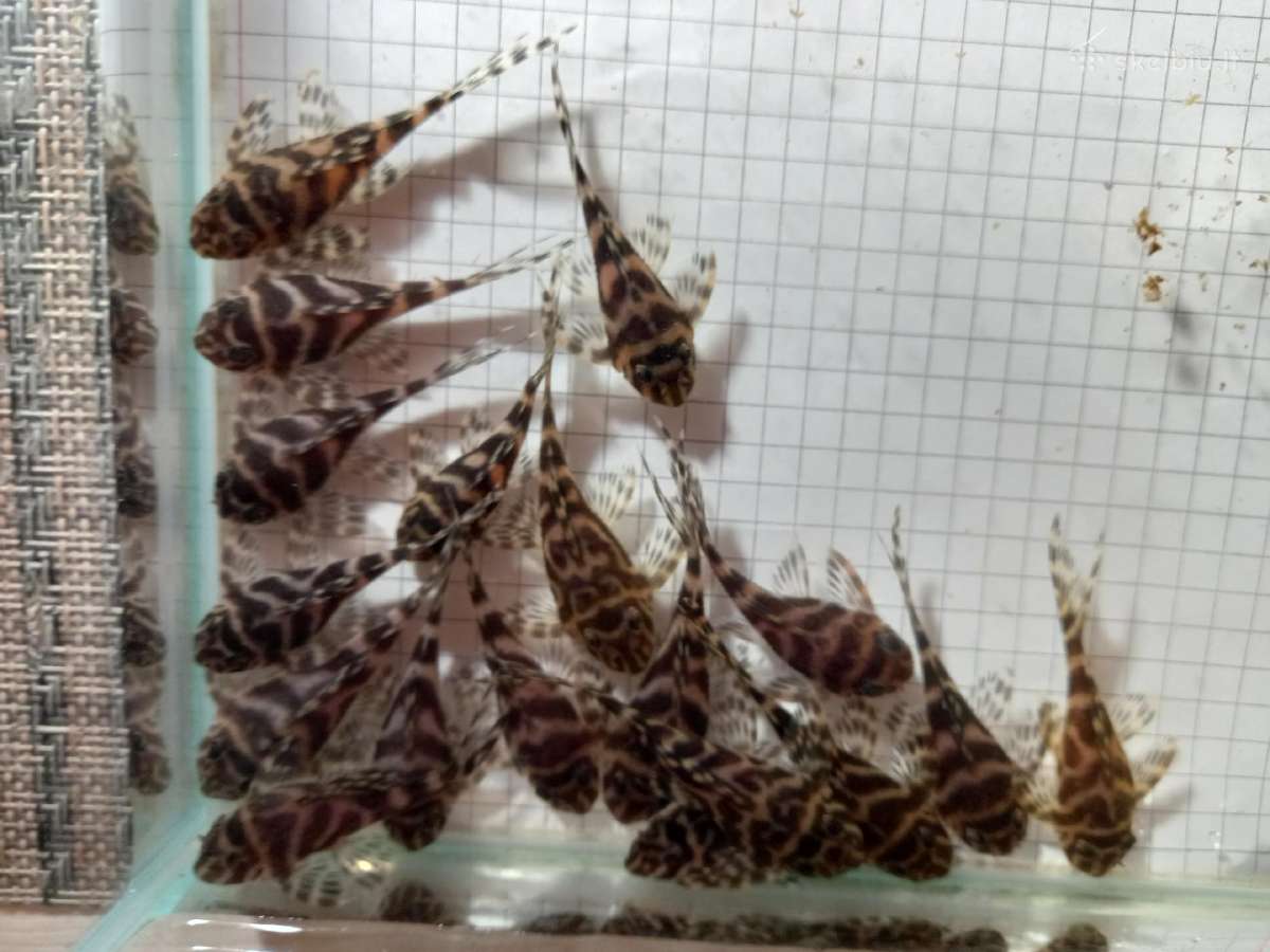 236. 5-6m parduodami po 10vnt+1dowanu. siunciu. - nuotraukos Nr. 5