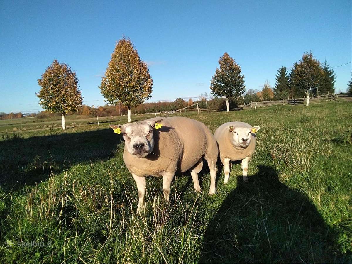 Parduodamos Texel avytės veislei ir mišrūnes. - nuotraukos Nr. 3