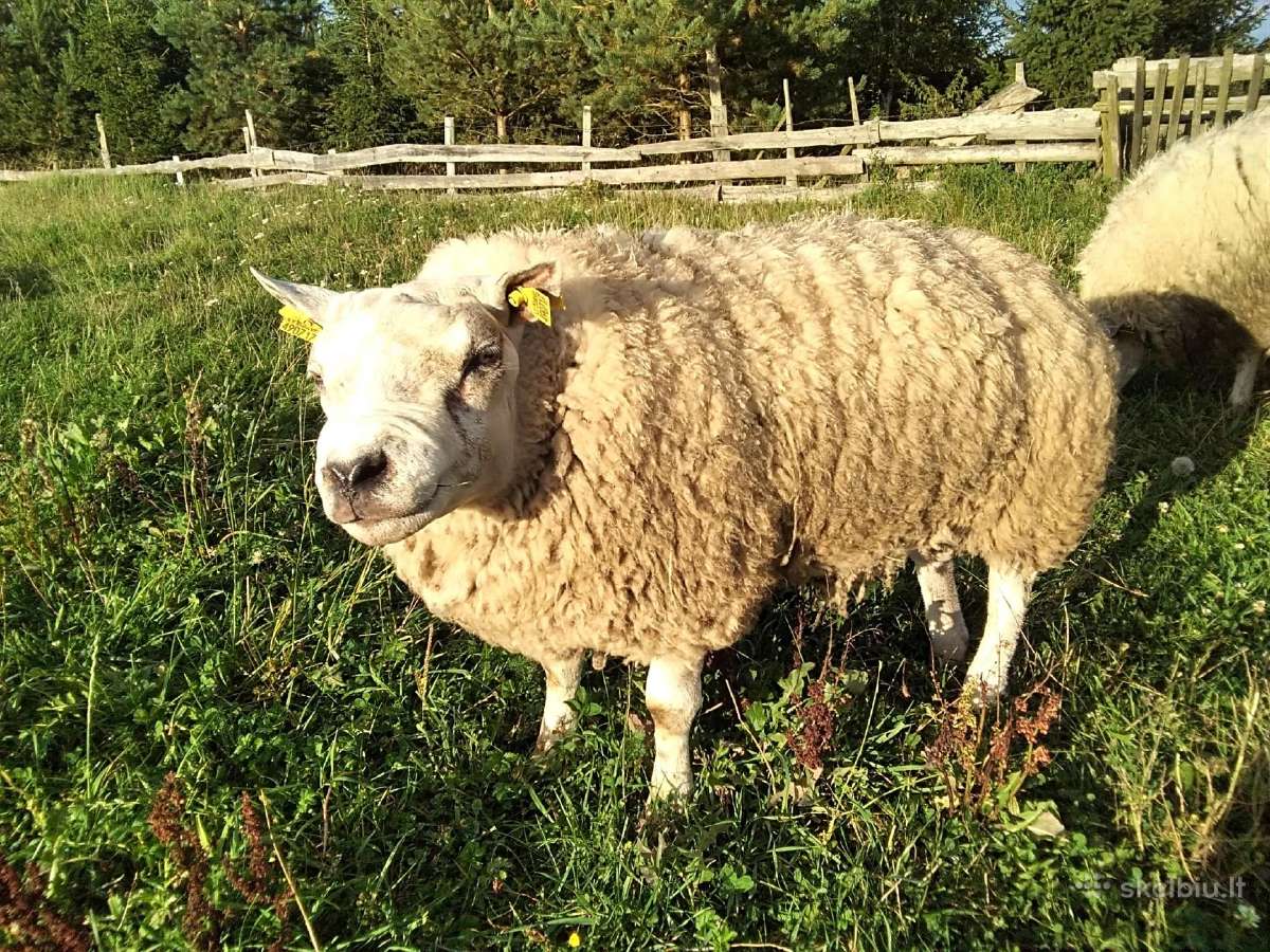Parduodamos Texel avytės veislei ir mišrūnes. - nuotraukos Nr. 2