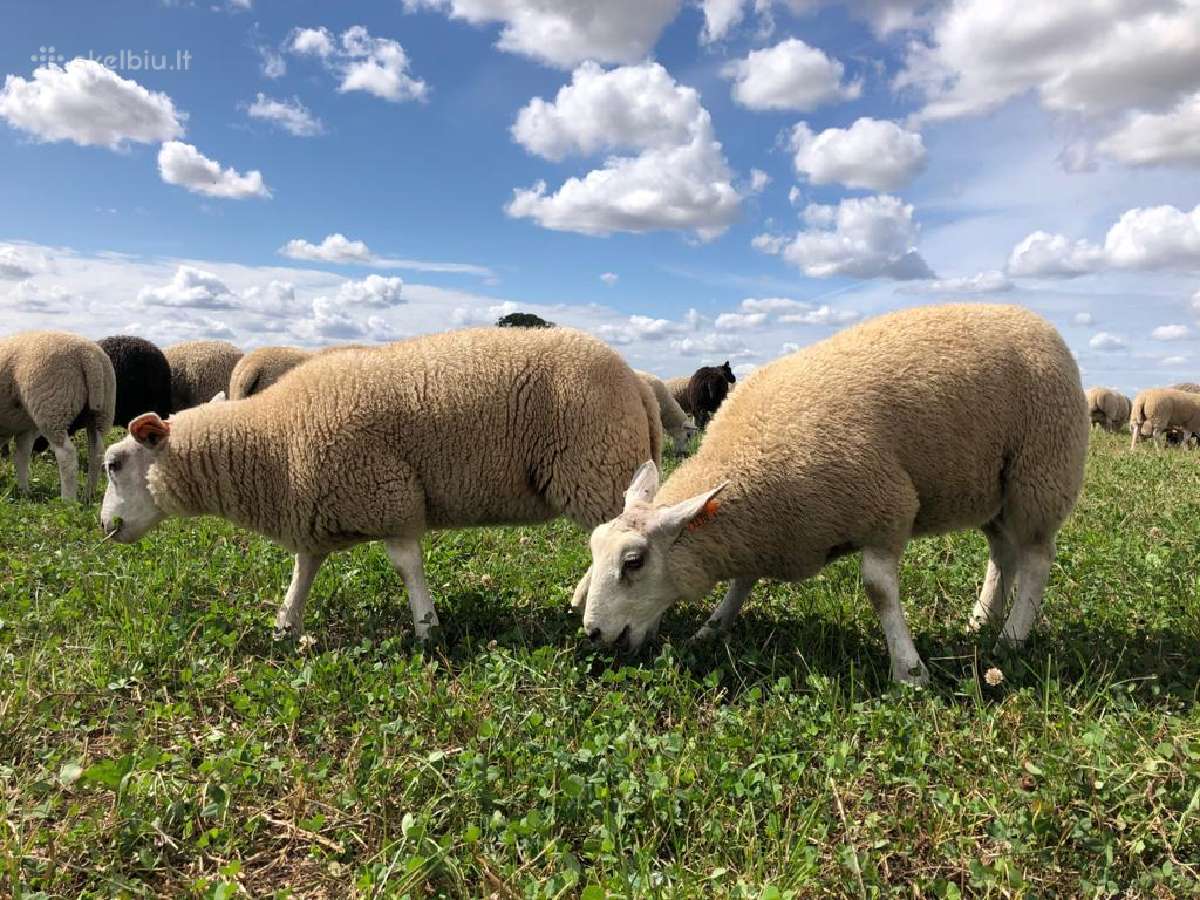 Parduodamos Texel avytės veislei ir mišrūnes.