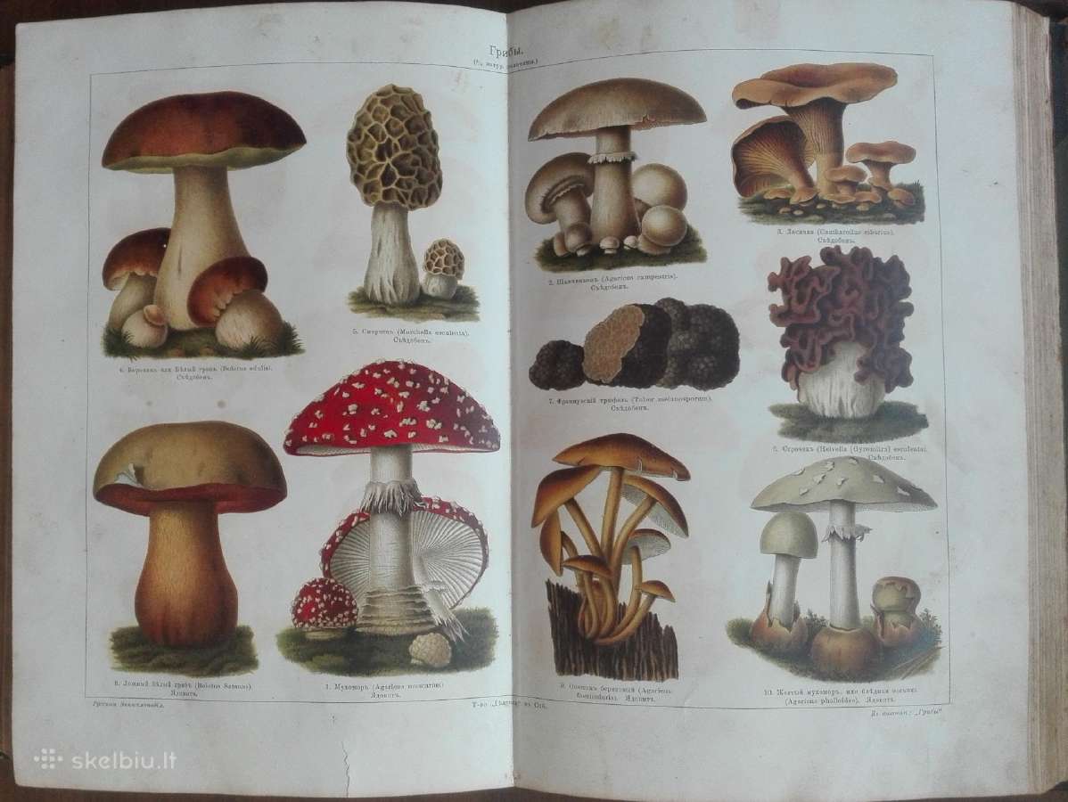 840. Русская Энциклопедiя - nuotraukos Nr. 7