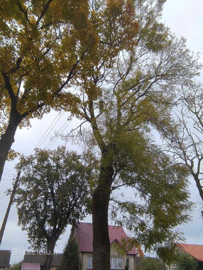 Medžių pjovimas