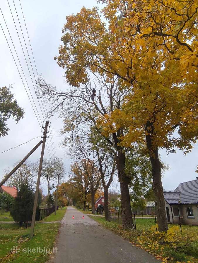 Medžių pjovimas - nuotraukos Nr. 2
