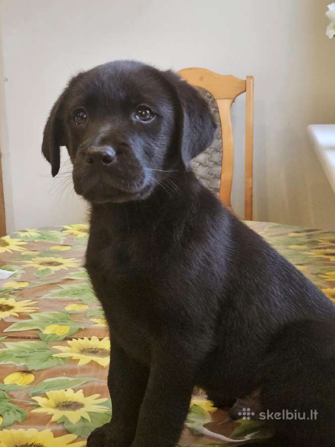 Juodi kilmingi labradoro Retriveriai Angelų Rojus - nuotraukos Nr. 9