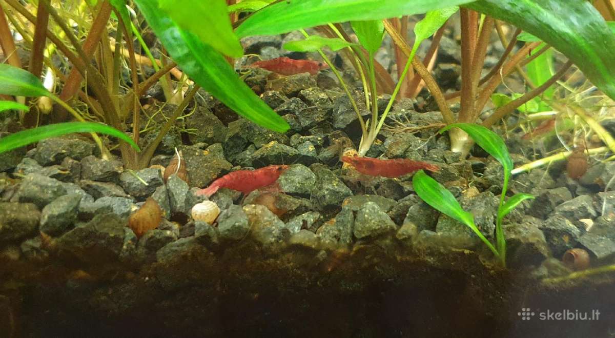 Akvariumo augalai - nuotraukos Nr. 27