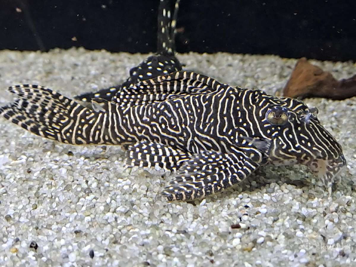 L šamai, pleco, žuvys, žuvytės - nuotraukos Nr. 7