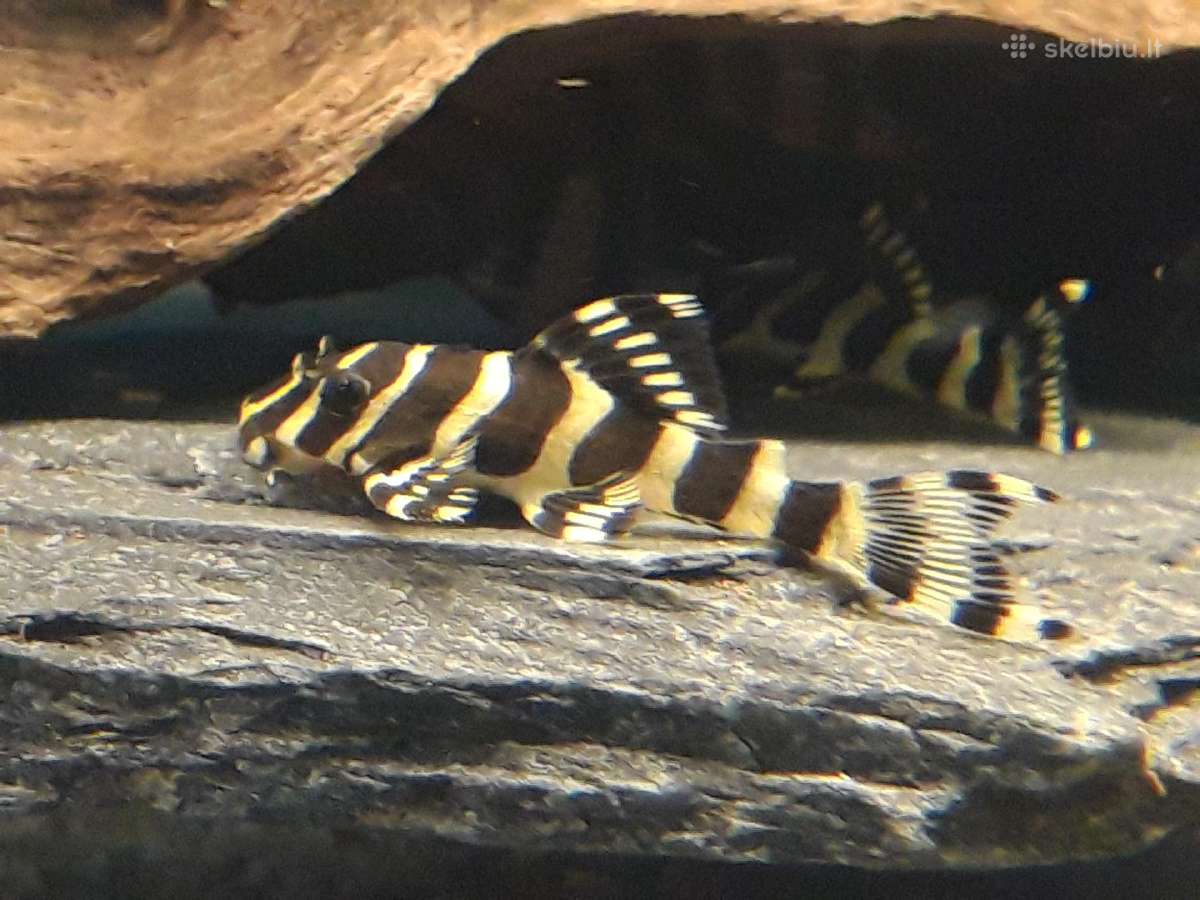 L šamai, pleco, žuvys, žuvytės - nuotraukos Nr. 8