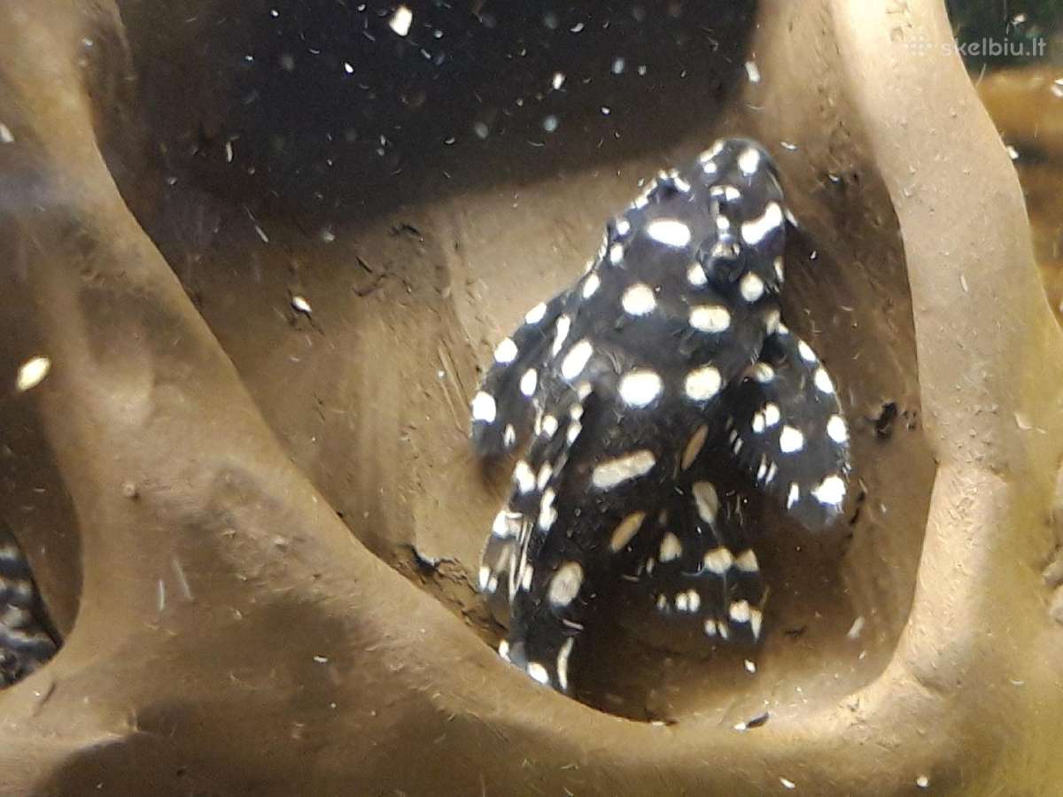 L šamai, pleco, žuvys, žuvytės - nuotraukos Nr. 9