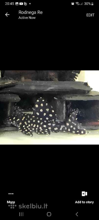 L šamai, pleco, žuvys, žuvytės - nuotraukos Nr. 10
