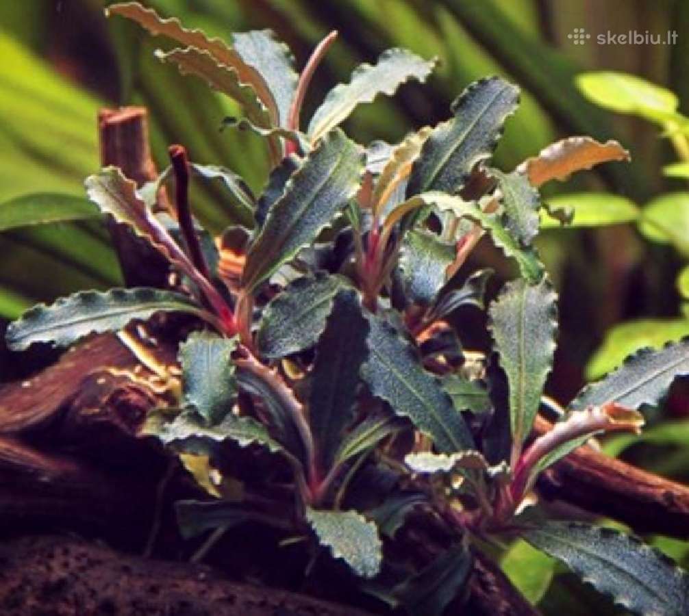 Akvariumo augalai - 10ct/vnt. - nuotraukos Nr. 18