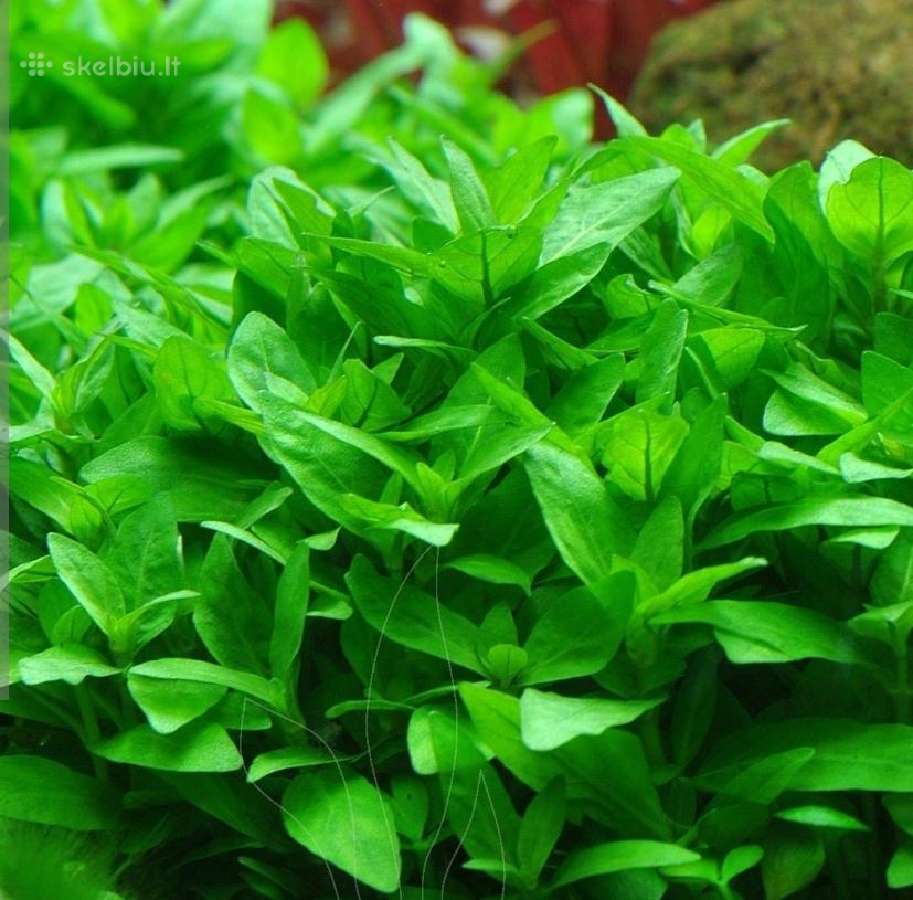 Akvariumo augalai - 10ct/vnt. - nuotraukos Nr. 19
