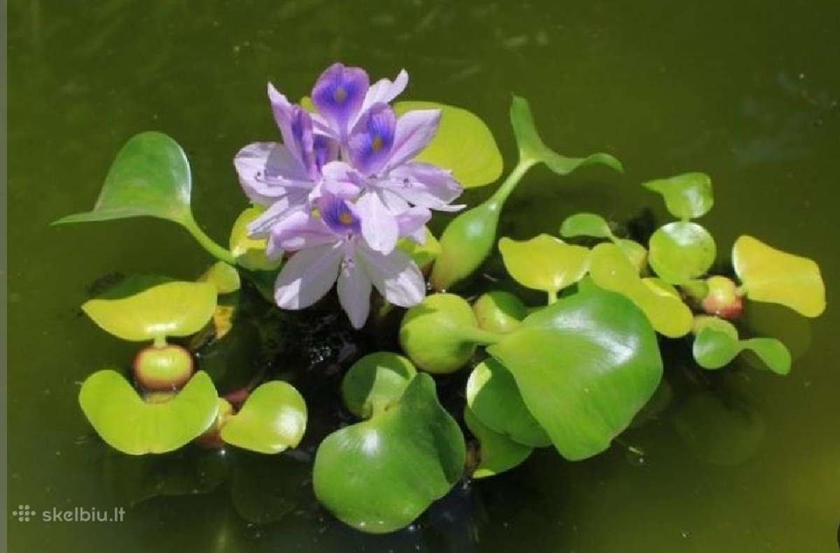 Akvariumo augalai - 10ct/vnt. - nuotraukos Nr. 20