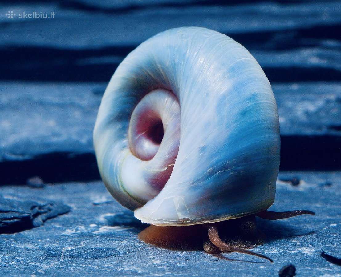Spalvotos akvariumo sraiges - nuotraukos Nr. 2