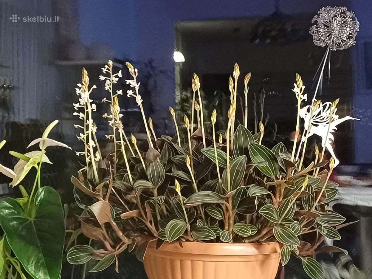 Ludisija discolor-orchidėja - nuotraukos Nr. 4