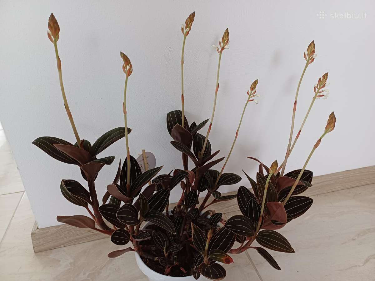 Ludisija discolor-orchidėja - nuotraukos Nr. 2