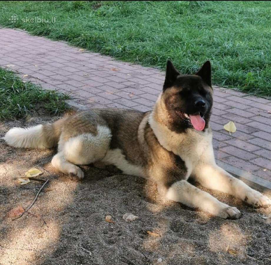 Amerikiečių akita. Kergimui. - nuotraukos Nr. 3