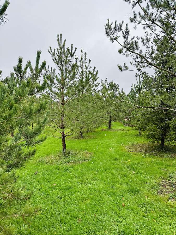 Pušys juodosios, pušys paprastosios - nuotraukos Nr. 11