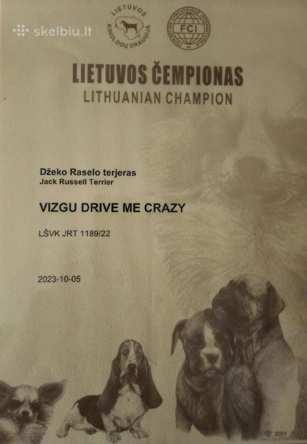Šiurkščiaplaukis Džekas Ieško Draugės - nuotraukos Nr. 16