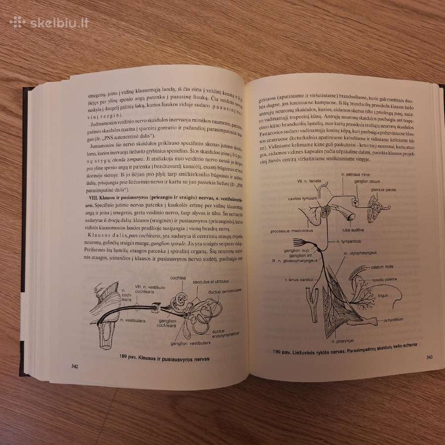 Žmogaus anatomija. R.stropus - nuotraukos Nr. 6
