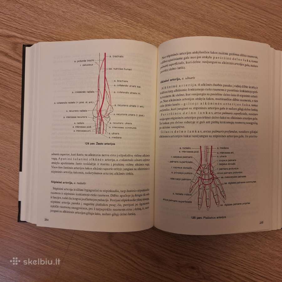 Žmogaus anatomija. R.stropus - nuotraukos Nr. 7