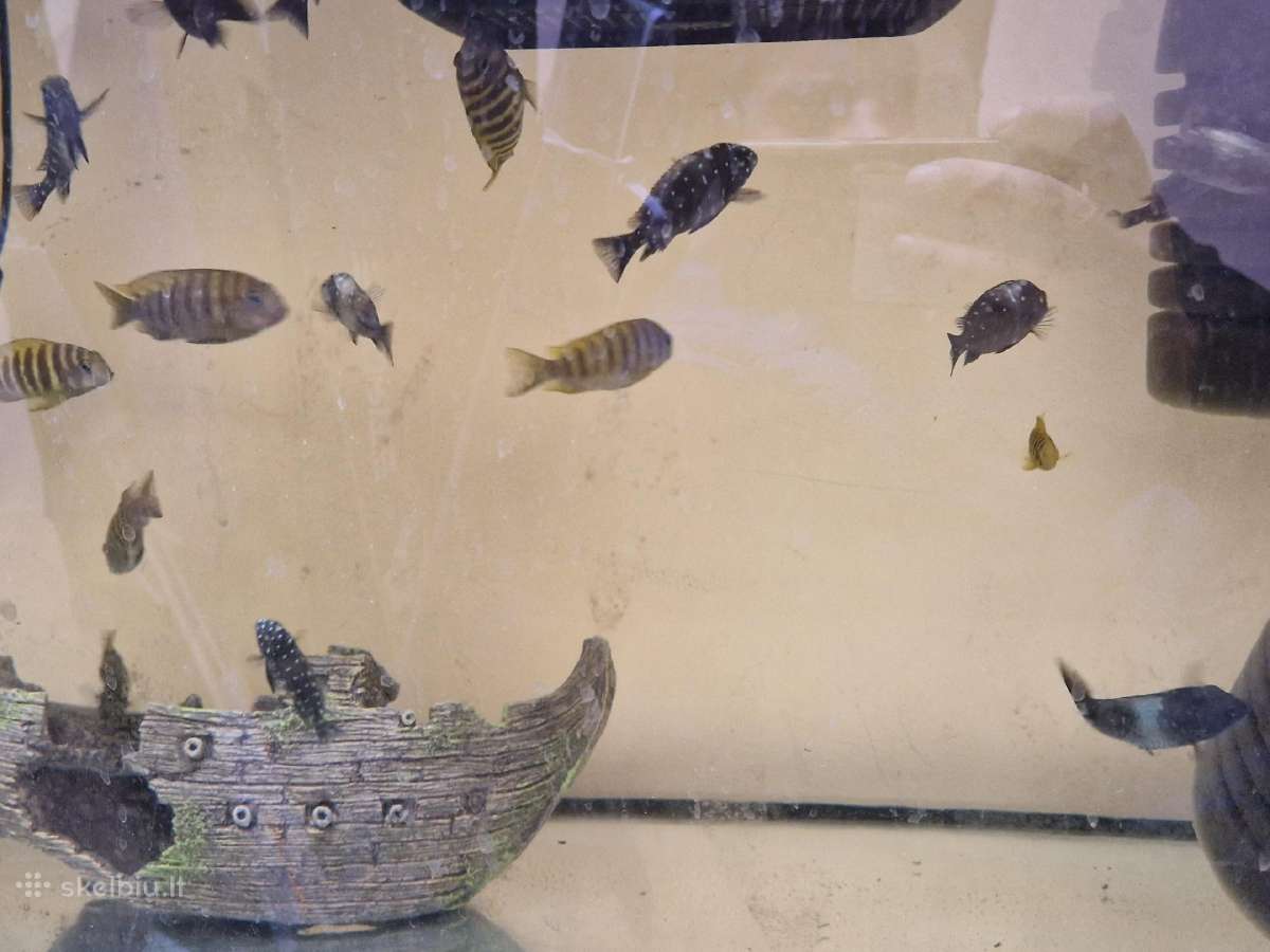 Tropheus ikola - nuotraukos Nr. 3