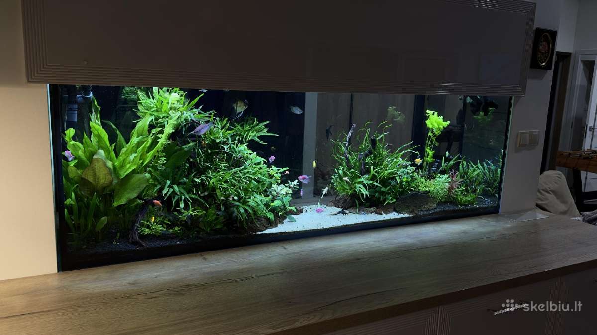 Akvariumų klijavimas, įrengimas, priežiūra - nuotraukos Nr. 29