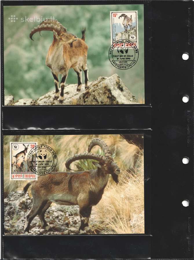 Wwf albumai - nuotraukos Nr. 18