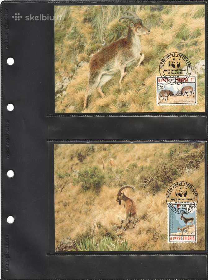 Wwf albumai - nuotraukos Nr. 19