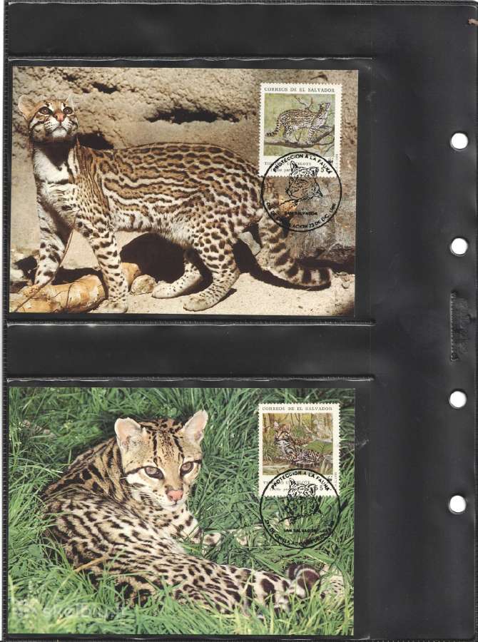Wwf albumai - nuotraukos Nr. 22