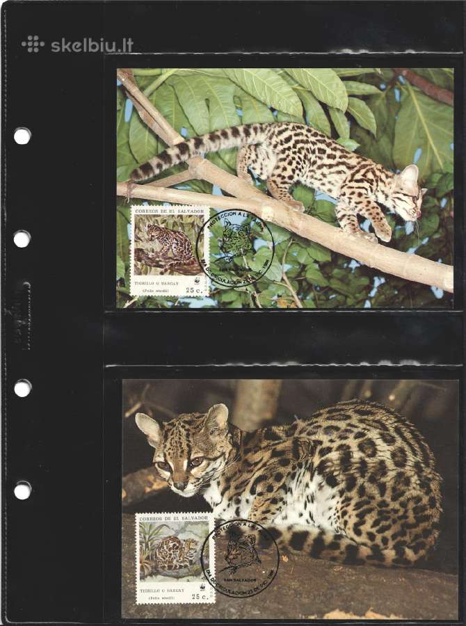 Wwf albumai - nuotraukos Nr. 23