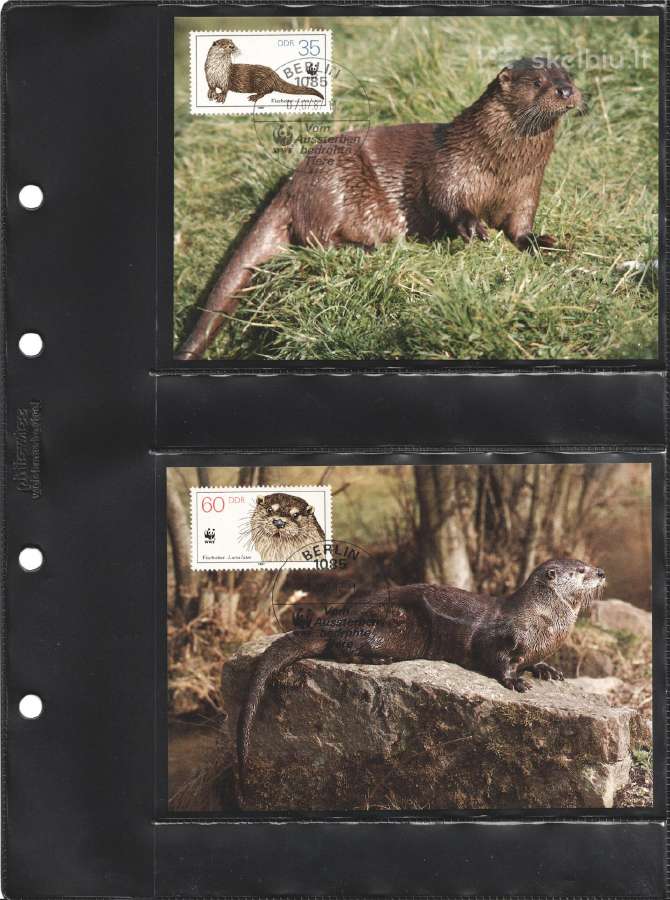Wwf albumai - nuotraukos Nr. 27