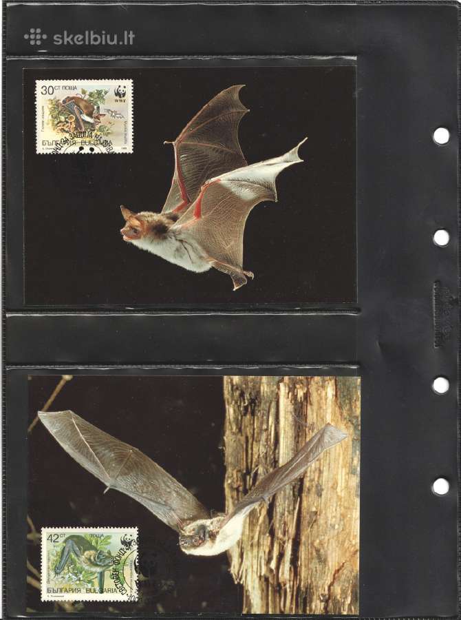 Wwf albumai - nuotraukos Nr. 34