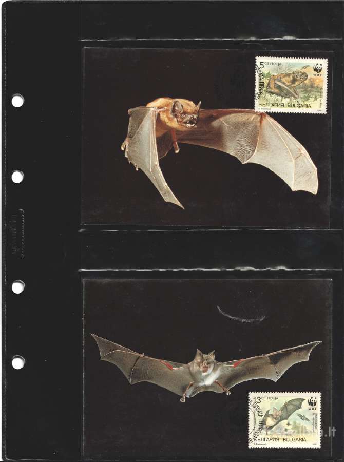 Wwf albumai - nuotraukos Nr. 35
