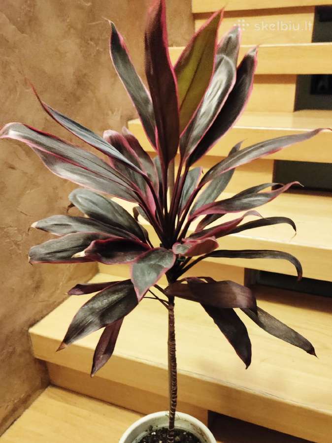 Kambarinė gėlė"cordyline". - nuotraukos Nr. 4