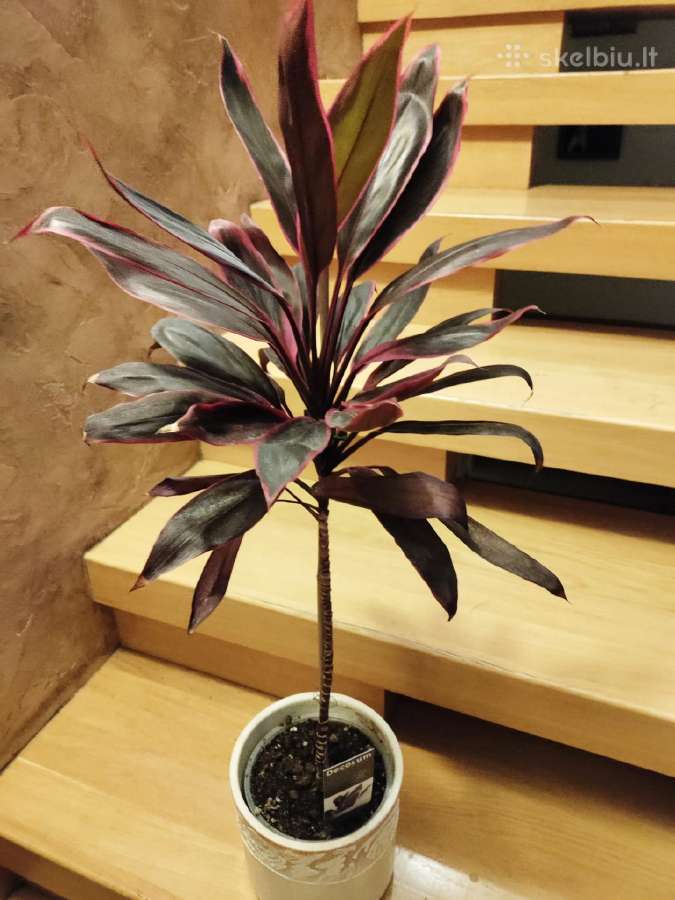 Kambarinė gėlė"cordyline". - nuotraukos Nr. 5