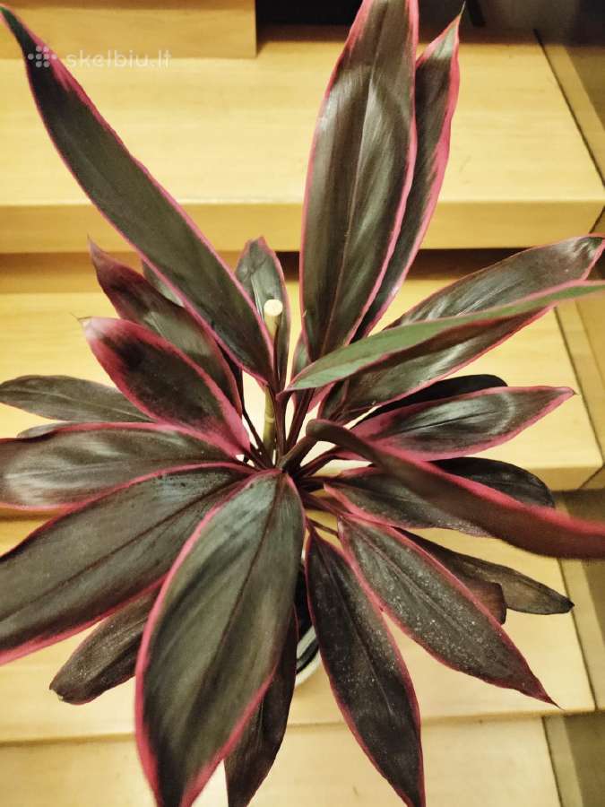 Kambarinė gėlė"cordyline".