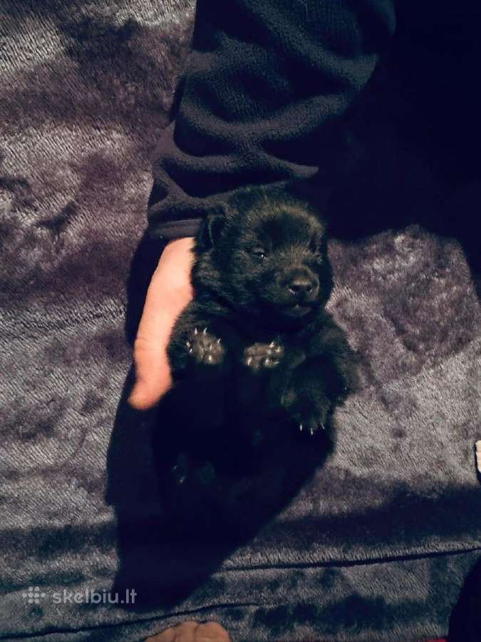 Šiperkas / Schipperke / šuniukai - nuotraukos Nr. 2