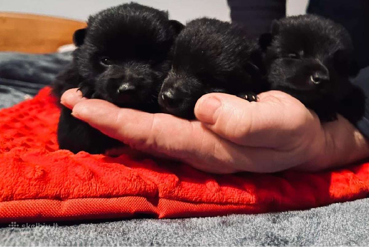 Šiperkas / Schipperke / šuniukai - nuotraukos Nr. 4