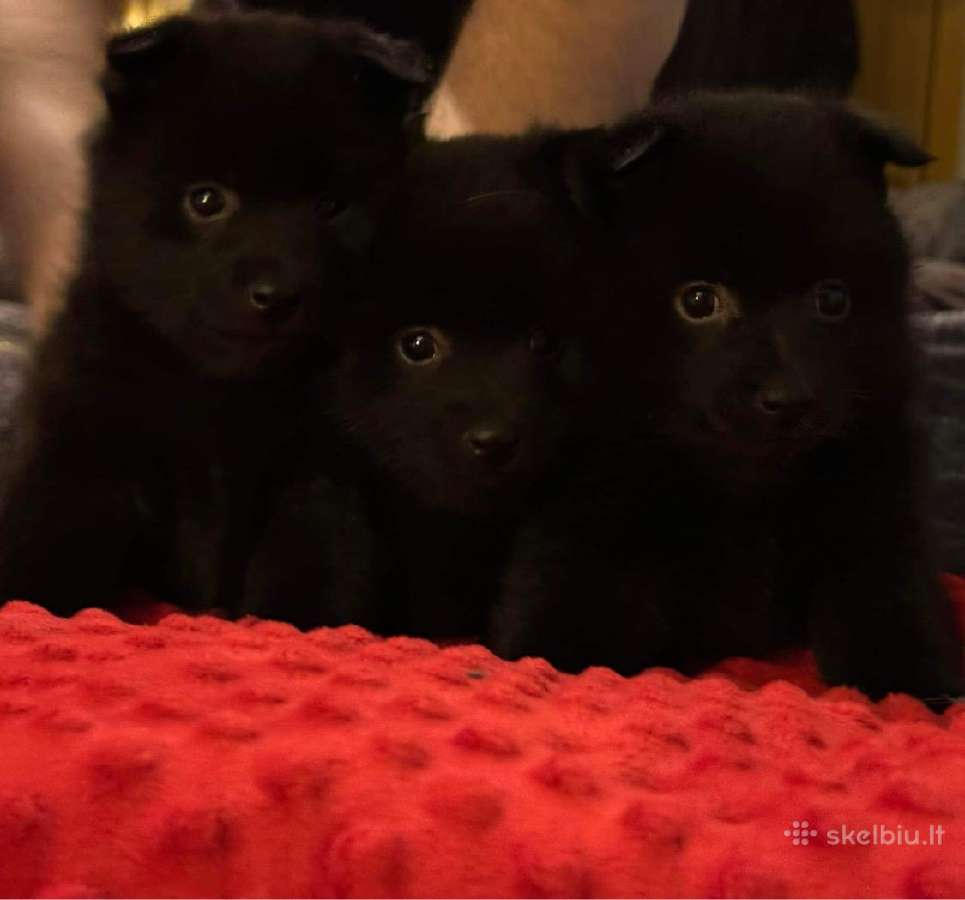 Šiperkas / Schipperke / šuniukai - nuotraukos Nr. 6